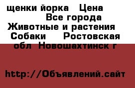 щенки йорка › Цена ­ 15 000 - Все города Животные и растения » Собаки   . Ростовская обл.,Новошахтинск г.